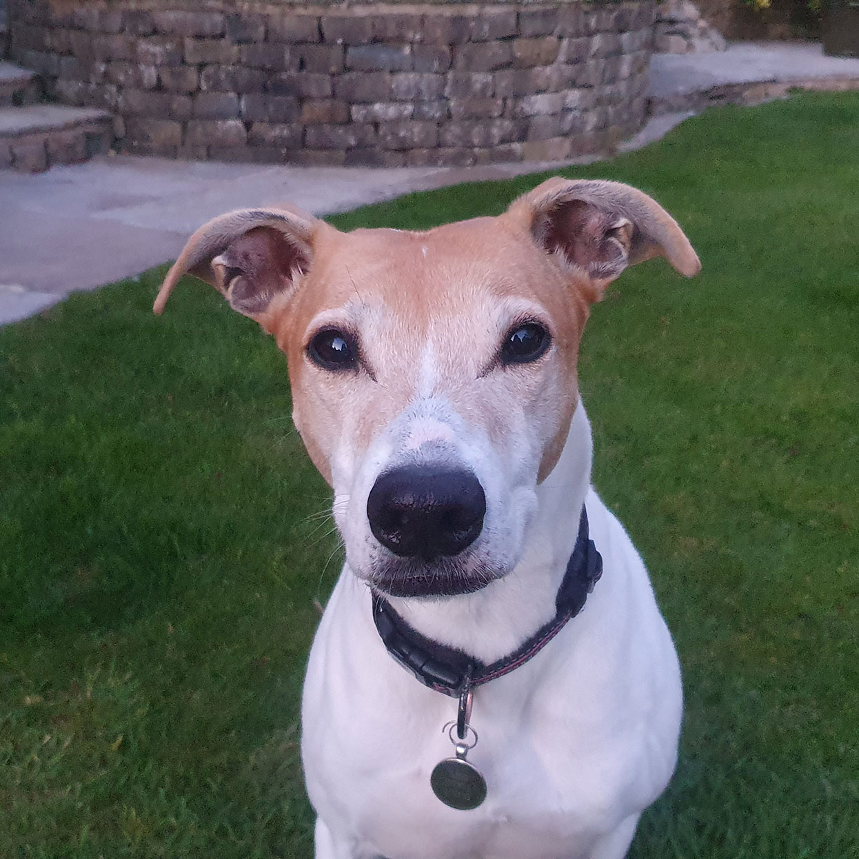 Miniature Canvas Painting - Lurcher Original Photo