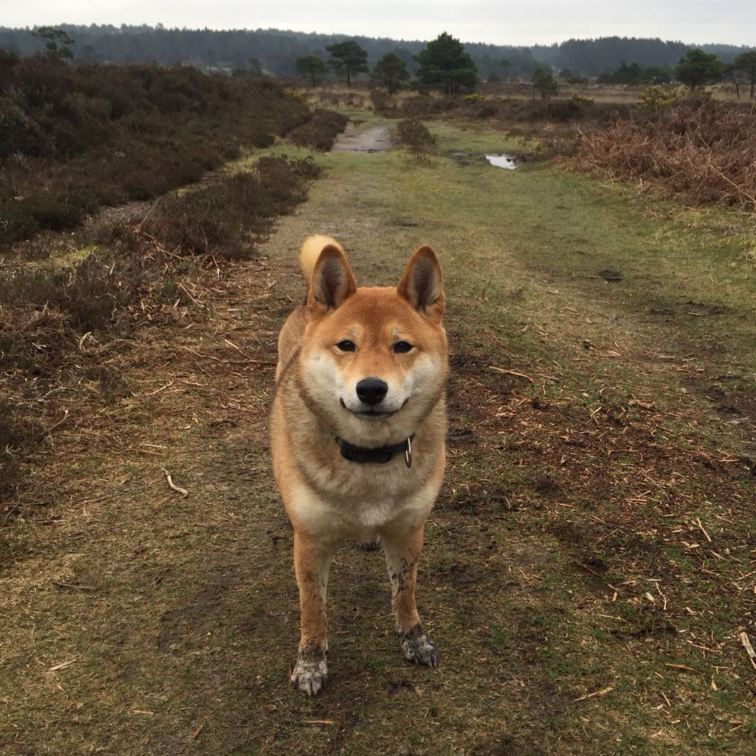 Miniature Canvas Painting - Shiba Inu Original Photo