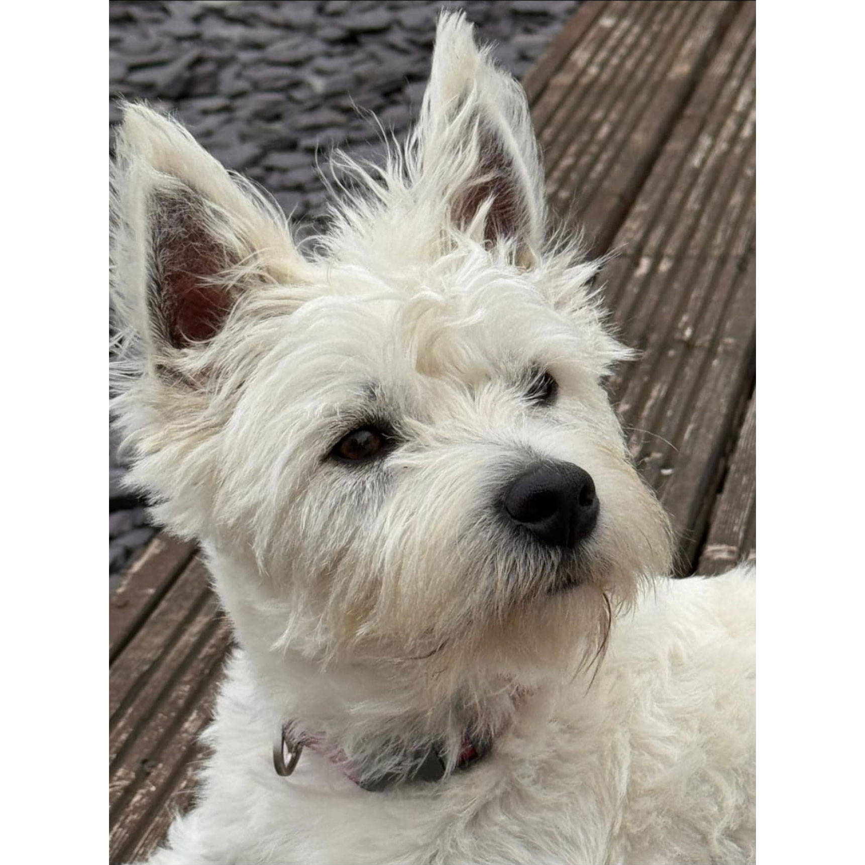 Miniature Canvas Painting - West Highland Terrier Original Photo